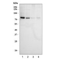 Western blot testing of human 1) K562, 2) HeLa, 3) Raji and 4) Jurkat cell lysate with RIP antbody. Expected molecular weight ~76 kDa.