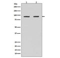 Western blot testing of human 1) HeLa and 2) Raji cell lysate with HSP90AB1 antibody. Predicted molecular weight: 84-90 kDa.