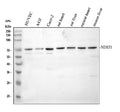 Western blot analysis of NDST1 using anti-NDST1 antibody. Electrophoresis was performed on a 10% SDS-PAGE gel at 80V (Stacking gel) / 120V (Resolving gel) for 2 hours. Lane 1: human HUVEC whole cell lysates. Lane 2: human whole cell lysates. Lane 3: human CACO-2 whole cell lysates. Lane 4: rat heart tissue lysates, Lane 5: rat liver tissue lysates, Lane 6: mouse heart tissue lysates, Lane 7: mouse liver tissue lysates.