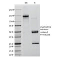 SDS-PAGE analysis of purified, BSA-free Lambda Light Chain antibody (clone ICO-106) as confirmation of integrity and purity.