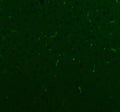 Immunofluorescent staining of FFPE rat brain tissue with NES antibody. HIER: steam section in pH8 EDTA buffer for 20 min.