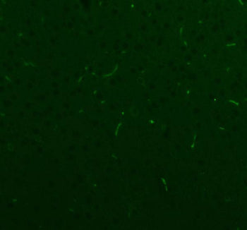 Immunofluorescent staining of FFPE rat brain tissue with NES antibody. HIER: steam section in pH8 EDTA buffer for 20 min.