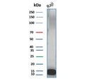 Western blot testing of human Raji cell lysate with Ubiquitin antibody (clone UBB/3143R). Expected molecular weight ~9 kDa.