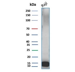 Western blot testing of human Raji cell lysate with Ubiquitin antibody (clone UBB/3143R). Expected molecular weight ~9 kDa.