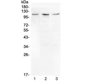 Western blot testing of human 1) U-87 MG, 2) HepG2 and 3) A375 cell lysate with Mib1 antibody at 0.5ug/ml. Predicted molecular weight ~110 kDa.