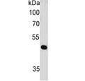 Western blot testing of human HeLa cell lysate with PAX7 antibody (clone PAX7/497). Expected molecular weight: 55-57 kDa.