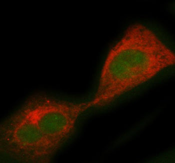 Immunofluorescent staining of PCBD1 using anti-PCBD1 antibody (green) and anti-Beta Tubulin antibody (red). PCBD1 was detected in immunocytochemical section of HELA cell. Enzyme antigen retrieval was performed using IHC enzyme antigen retrieval reagent for 15 mins. The cells were blocked with 10% goat serum. And then incubated with 5 ug/ml rabbit anti-PCBD1 antibody and mouse anti-Beta Tubulin antibody overnight at 4oC.