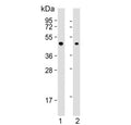Western blot testing of human 1) A431 and 2) Jurkat cell lysate with ErbB3-binding protein 1 antibody. Predicted molecular weight ~44 kDa.