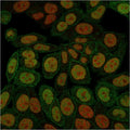 Immunofluorescent staining of PFA-fixed human HeLa cells with Annexin A1 antibody (green, clone ANXA1/3566) and Reddot nuclear stain (red).