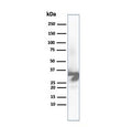 Western blot analysis of human liver tissue lysate using Arginase 1 antibody (clone ARG1/6790R). Predicted molecular weight ~35 kDa.