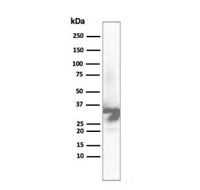 Western blot analysis of human liver tissue lysate using Arginase 1 antibody (clone ARG1/6790R). Predicted molecular weight ~35 kDa.