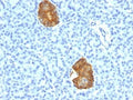 IHC testing of human pancreas stained with Insulin antibody cocktail (E2-E3 + 2D11-H5).