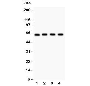 Western blot testing of RELA antibody and Lane 1: rat PC12; 2: (r) NRK; 3: mouse HEPA; 4: (m) NIH3T3 lysate. Expected molecular weight ~65 kDa.