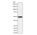 Western blot testing of human K562 cell lysate with NgR3 antibody. Predicted molecular weight ~49 kDa.