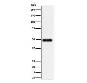 Western blot testing of human K562 cell lysate with NgR3 antibody. Predicted molecular weight ~49 kDa.