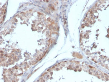 IHC staining of FFPE human testis with Follistatin antibody (clone FST/4281). HIER: boil tissue sections in pH 9 10mM Tris with 1mM EDTA for 20 min and allow to cool before testing.