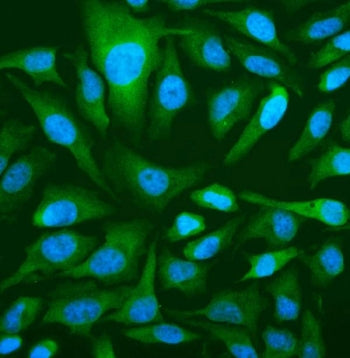 Immunofluorescent staining of FFPE human HeLa cells with OAS3 antibody (green) and DAPI nuclear stain (blue). HIER: steam section in pH6 citrate buffer for 20 min.