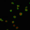Immunofluorescent staining of human Jurkat cells with PD-L2 antibody (green, clone PDL2/2676) and Reddot nuclear stain (red).