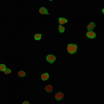 Immunofluorescent staining of human Jurkat cells with PD-L2 antibody (green, clone PDL2/2676) and Reddot nuclear stain (red).
