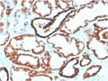 IHC testing of FFPE human kidney with biotinylated CDH16 antibody. HIER: boil tissue sections in pH 9 10mM Tris with 1mM EDTA for 20 min and allow to cool before testing.