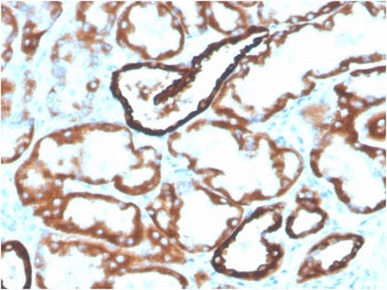 IHC testing of FFPE human kidney with biotinylated CDH16 antibody. HIER: boil tissue sections in pH 9 10mM Tris with 1mM EDTA for 20 min and allow to cool before testing.