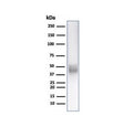Western blot testing of human Jurkat cell lysate with CD5 antibody. Observed molecular weight: 55~67 kDa depending on glycosylation level.