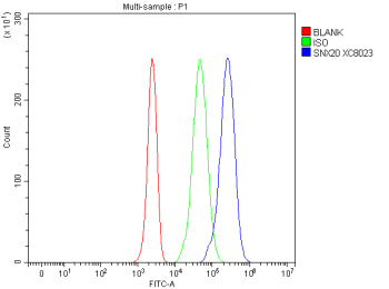 Flow Cytometry analysis of Jurkat cells using anti-SNX20 antibody. Overlay histogram showing Jurkat cells stained with (Blue line). The cells were fixed with 4% paraformaldehyde and blocked with 10% normal goat serum. And then incubated with rabbit anti-SNX20 antibody (1 ug/million cells) for 30 min at 20oC. DyLight 488 conjugated goat anti-rabbit IgG (5-10 ug/million cells) was used as secondary antibody for 30 minutes at 20oC. Isotype control antibody (Green line) was rabbit IgG (1 ug/million cells) used