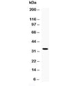Western blot testing of 1ng of recombinant mouse protein with Oif antibody at 0.5ug/ml.