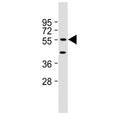 Western blot testing of mouse NIH3T3 cell lysate with DNAJC3 antibody at 1:2000. Predicted molecular weight ~58 kDa.