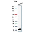 Western blot testing of human kidney tissue lysate with FABP1 antibody (clone FABP1/4518). Predicted molecular weight ~15 kDa.
