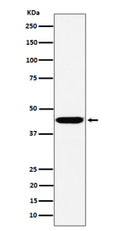 Western blot analysis of KCTD9 expression in human HepG2 cell lysate. Predicted molecular weight ~43 kDa.