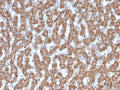 IHC testing of FFPE human liver tissue with Prohibitin antibody (clone PHB/3226). Required HIER: boil tissue sections in pH6, 10mM citrate buffer, for 10-20 min followed by cooling at RT for 20 min.