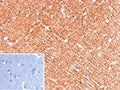 IHC staining of FFPE human brain tissue with Hexokinase 1 antibody (clone HK1/9510). Inset: PBS used in place of primary Ab (secondary Ab negative control). HIER: boil tissue sections in pH 9 10mM Tris with 1mM EDTA for 20 min and allow to cool before testing.