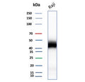 Western blot testing of human Raji cell lysate with recombinant CD48 antibody. Predicted molecular weight: 28-50 kDa depending on glycosylation level.
