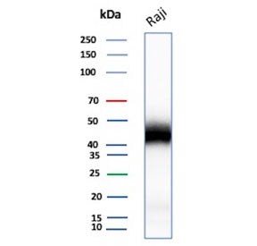 Western blot testing of human Raji cell lysate with recombinant CD48 antibody. Predicted molecular weight: 28-50 kDa depending on glycosylation level.