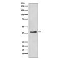 Western blot testing of human HeLa cell lysate with DKK1 antibody. Expected molecular weight: 26-40 kDa depending on glycosylation level.