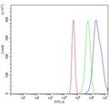 Flow cytometry testing of human A431 cells with RBM28 antibody at 1ug/million cells (blocked with goat sera); Red=cells alone, Green=isotype control, Blue= RBM28 antibody.
