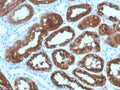 IHC staining of FFPE human kidney with RBP4 antibody. HIER: boil tissue sections in pH 9 10mM Tris with 1mM EDTA for 20 min and allow to cool before testing.