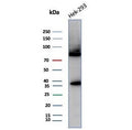 Western blot testing of human HEK293 cell lysate with Heat shock 70 kDa protein 1B antibody (clone HSPA1B/7629). Expected molecular weight ~70 kDa.