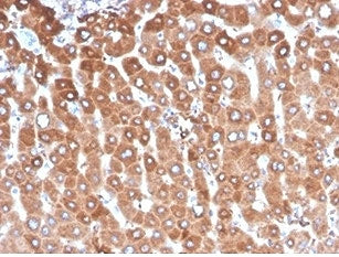 IHC staining of FFPE human liver tissue with Haptoglobin antibody (clone HP/3837) at 2ug/ml. HIER: boil tissue sections in pH 9 10mM Tris with 1mM EDTA for 20 min and allow to cool before testing.