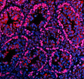 Immunofluorescent staining of PARP11 using anti-PARP11 antibody (red). PARP11 was detected in a paraffin-embedded section of mouse testis tissue. Heat mediated antigen retrieval was performed in EDTA buffer (pH 8.0, epitope retrieval solution). The tissue section was blocked with 10% goat serum. The tissue section was then incubated with 5 ug/ml rabbit anti-PARP11 antibody overnight at 4oC. Cy3 Conjugated Goat Anti-Rabbit IgG was used as secondary antibody at 1:500 dilution and incubated for 30 min at 37oC.