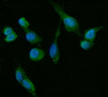 Immunofluorescent staining of FFPE human U-2 OS cells with HSD3B1/2 antibody (green) and DAPI nuclear stain (blue). HIER: steam section in pH6 citrate buffer for 20 min.