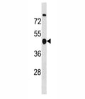 Cyclin B2 antibody western blot analysis in MDA-MB453 lysate. Predicted molecular weight ~44 kDa