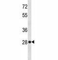 HMGB-1 antibody western blot analysis in HeLa lysate. Predicted molecular weight ~25 kDa.