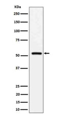 Western blot analysis of Fetuin B expression in human serum cell lysate using FETUB antibody. A band just above 50 kDa is observed. The higher apparent size relative to the predicted ~42 kDa is consistent with glycosylated, secreted Fetuin-B.
