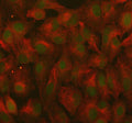 Immunofluorescent staining of RANBP9 using anti-RANBP9 antibody (green) and anti-Beta Tubulin antibody (red). RANBP9 was detected in immunocytochemical section of cell. Enzyme antigen retrieval was performed using IHC enzyme antigen retrieval reagent for 15 mins. The cells were blocked with 10% goat serum. And then incubated with 5 ug/ml rabbit anti-RANBP9 antibody and mouse anti-Beta Tubulin antibody overnight at 4oC.