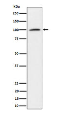 Western blot analysis of Nucleolin expression in K562 cell lysate using NCL antibody.