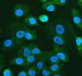 Immunofluorescent staining of RPL24 using anti-RPL24 antibody (green). RPL24 was detected in an immunocytochemical section of cells. Enzyme antigen retrieval was performed using IHC enzyme antigen retrieval reagent for 15 mins. The cells were blocked with 10% goat serum. And then incubated with 5 ug/ml rabbit anti-RPL24 antibody overnight at 4oC. DyLight 488 Conjugated Goat Anti-Rabbit IgG was used as secondary antibody at 1:500 dilution and incubated for 30 min at 37oC.