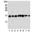 Western blot testing of human 1) HeLa, 2) 293, 3) A549, 4) NCI-H460, 5) HepG2, 6) SK-B-R3 and 7) A375 cell lysate with IFITM3 antibody. Predicted molecular weight: ~15/17 kDa (unmodified/lipidated).