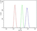 Flow cytometry testing of mouse Neuro-2a cells with Ah Receptor antibody at 1ug/million cells (blocked with goat sera); Red=cells alone, Green=isotype control, Blue= Ah Receptor antibody.